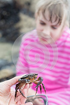 Young Girl Looking At Crab Found In Rockpool On Beach