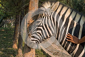 Young girl massaging zebra. Lubango. Angola. photo
