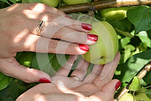 A young girl with a nice manicure picks apples from tree in orchard