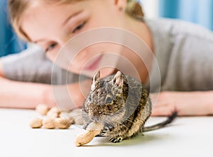 Young girl observe the degu squirrel