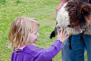 Young Girl Pets Huacaya Alpaca