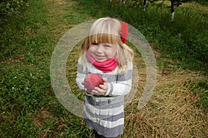 Young girl picking apples