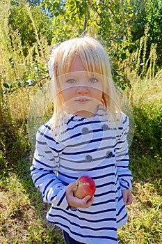 Young girl picking apples