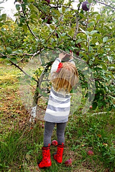 Young girl picking apples