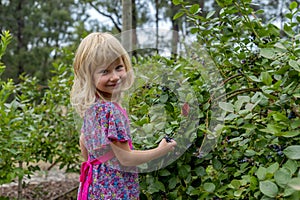 Young girl picking blueberries 01