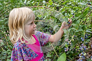 Young girl picking blueberries 01