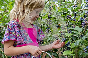 Young girl picking blueberries 01