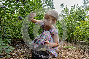 Young girl picking blueberries 01