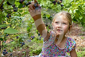Young girl picking blueberries 03