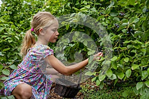 Young girl picking blueberries 03