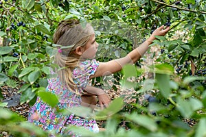 Young girl picking blueberries 03