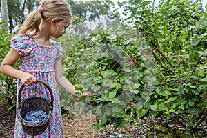 Young girl picking blueberries 03