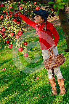 Young girl picking organic Apples into the Basket.Orchard.