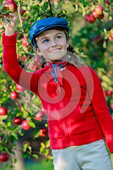 Young girl picking organic Apples into the Basket.Orchard.