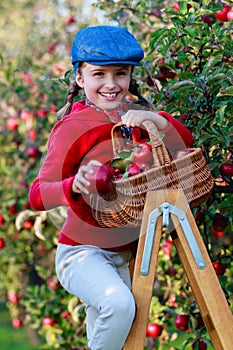 Young girl picking organic Apples into the Basket.Orchard.