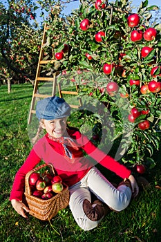 Young girl picking organic Apples into the Basket.Orchard.