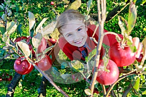 Young girl picking organic Apples into the Basket.Orchard.