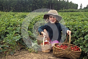 Young girl picking strawberries
