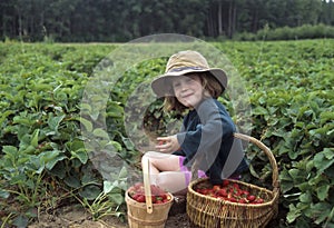 Young girl picking strawberries