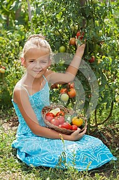 Young girl picking tomatoes in the summer garden