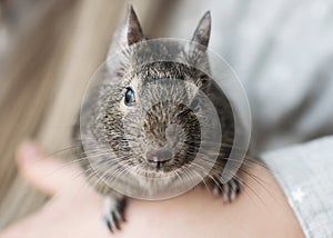 Young girl playing with small animal common degu squirrel. Close-up portrait of the cute pet sitting on kid`s hand and looking in