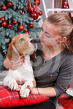 Young girl and pretty beagle dog looking to each other near New Year tree