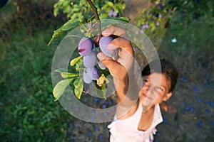 Young Girl Reaching Plums From A Tree