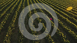 Young girl relaxing on the ground among strawberry bushes, aerial view