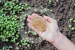 Young girl`s hand full of mustard seeds preparing to sow on the ground in the vegetable garden as a fast growing green manure