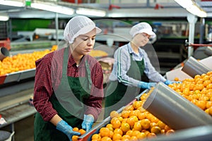 Young girl sorting mandarins on conveyor line at fruit factory