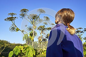 Young girl standing in front of a giant hogweed