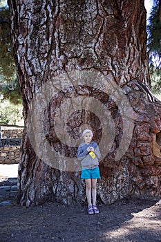 Young girl standing near stem of thousand-year giant pine with camera in hand. Vilaflor village, Teno mountain, Tenerife, Canary, photo