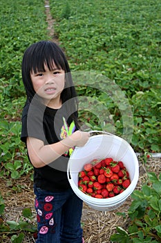 Young girl strawberry picking