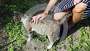 A young girl is stroking a beautiful playful fluffy spotted cat. Female hands caresses adult white gray pet. A kitty