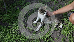 A young girl is stroking a beautiful playful fluffy spotted pregnant cat. Female hands caresses adult white gray pet