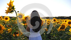 Young girl strolling through field with sunflowers at sunset. Follow to carefree woman walking and enjoying beautiful