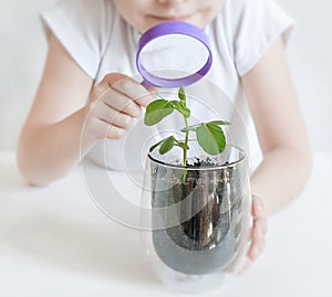 Young girl studies small plant in elementary science class. Child holding magnifying glass. Caring for a new life. Child`s hands