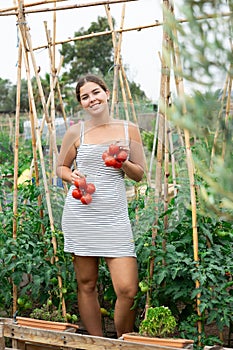 young girl in summer dress tomatoes harvest