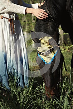 Young girl taking on a walk her dark bay stallion by the reins on stunning golden sunset. Beautiful mighty gelding horse