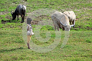 Young girl to herd buffalo and oxen at the early morning