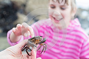 Young Girl Touching Crab Found In Rockpool On Beach