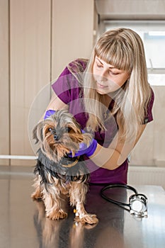 Young girl vet in the clinic examine with stethoscope a dog breed Yorkshire terrier