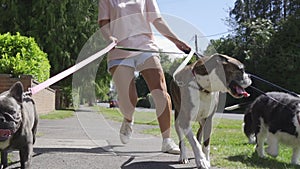 Young girl walking dogs on suburban street