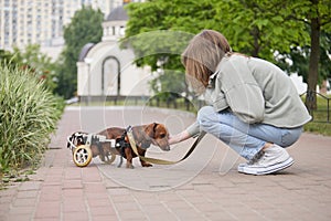 Young girl walking with a handicapped dog on a wheelchair. Pet owner caring for a paralyzed dachshund