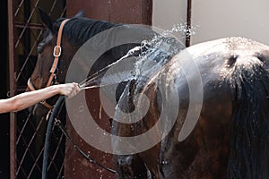 young girl washing down a horse with a hose and kissing it