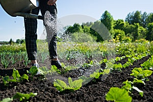 Young girl waters a salad in the garden. Growing vegetables in the backyard