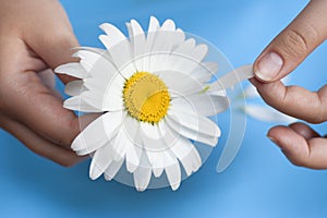 Young girl with a white daisy tearing petals off