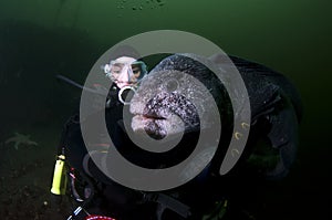 A Young Girl with a Wolf Eel