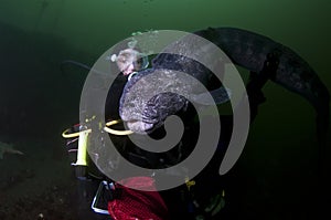 A Young Girl with a Wolf Eel