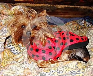 Young girl yorkshire terrier in red black speckles in the blanket ( Ladybird ) and is resting on yellow orange patterned